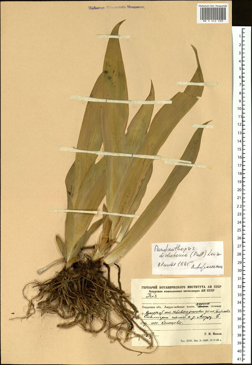 Iris dichotoma Pall., Siberia, Russian Far East (S6) (Russia)