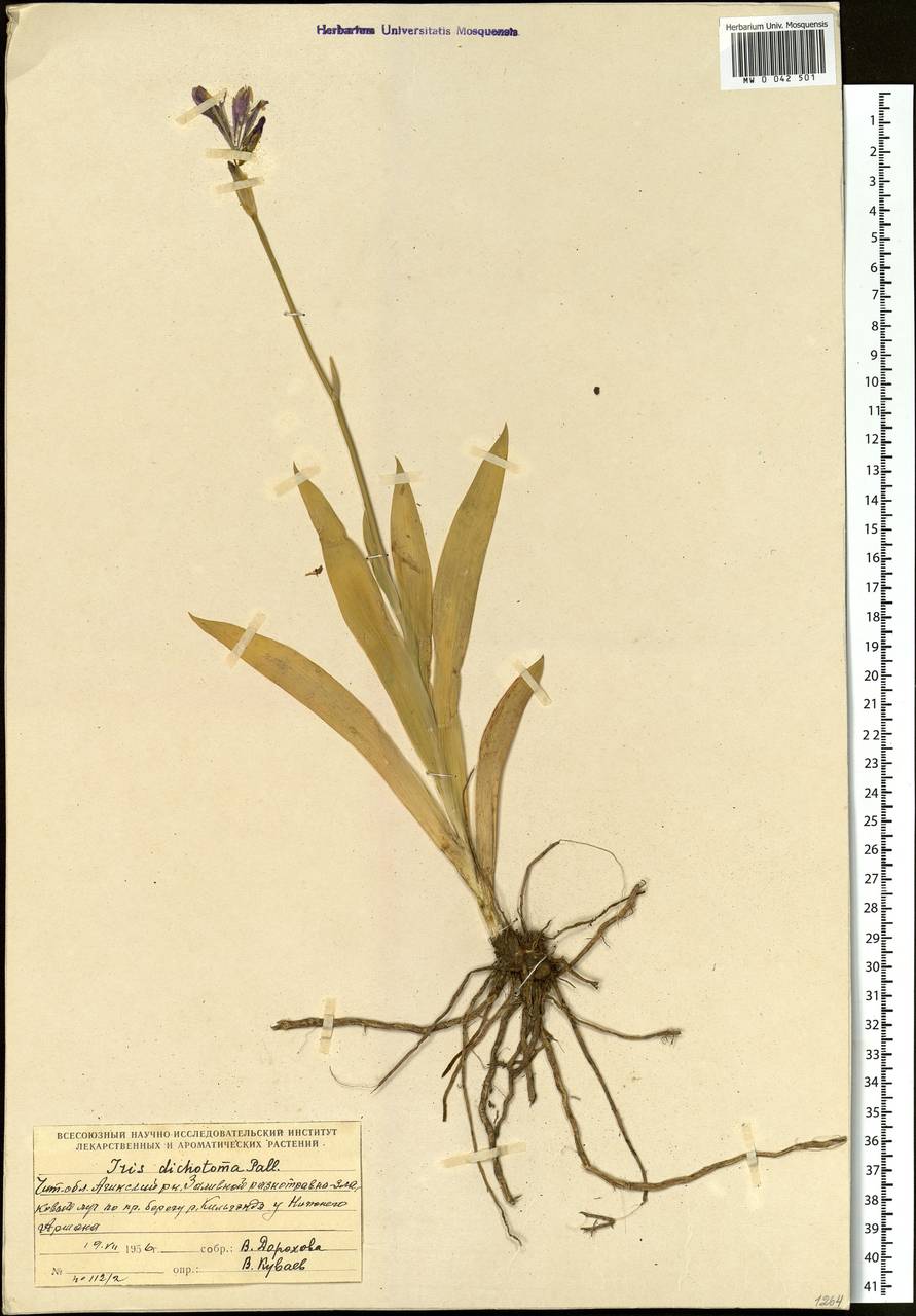 Iris dichotoma Pall., Siberia, Baikal & Transbaikal region (S4) (Russia)