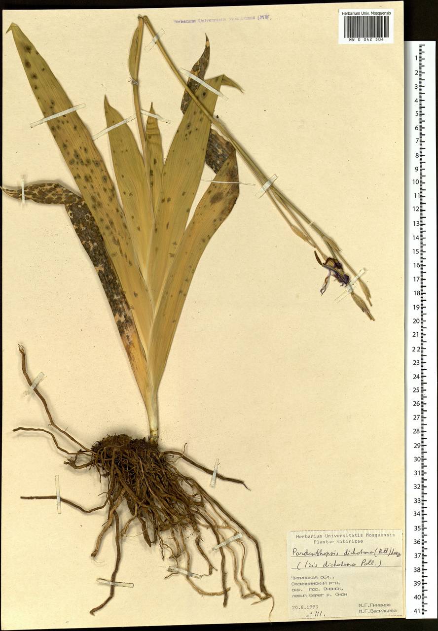 Iris dichotoma Pall., Siberia, Baikal & Transbaikal region (S4) (Russia)