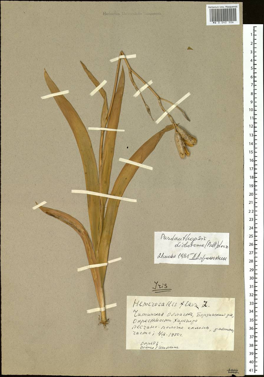 Iris dichotoma Pall., Siberia, Baikal & Transbaikal region (S4) (Russia)