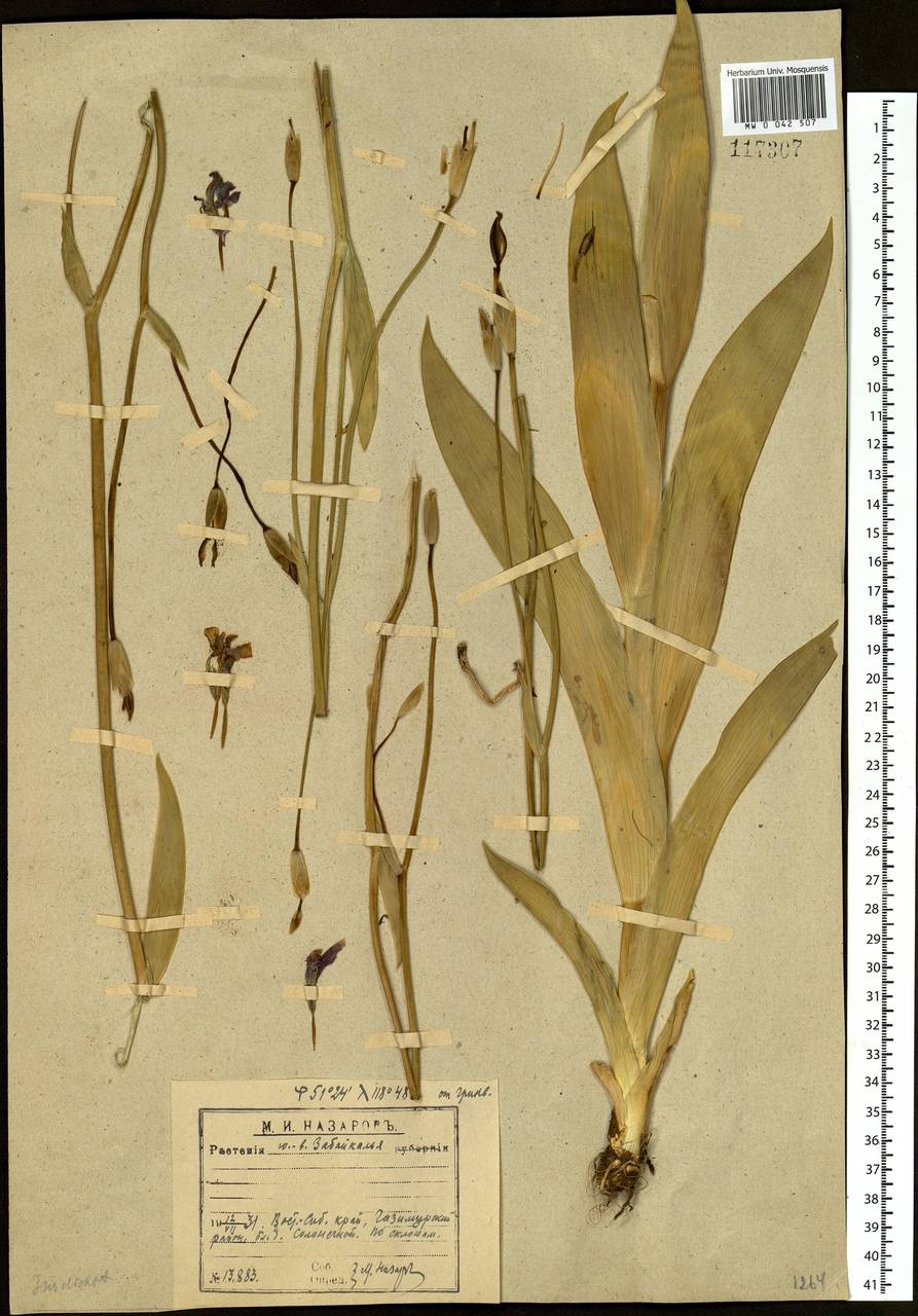 Iris dichotoma Pall., Siberia, Baikal & Transbaikal region (S4) (Russia)