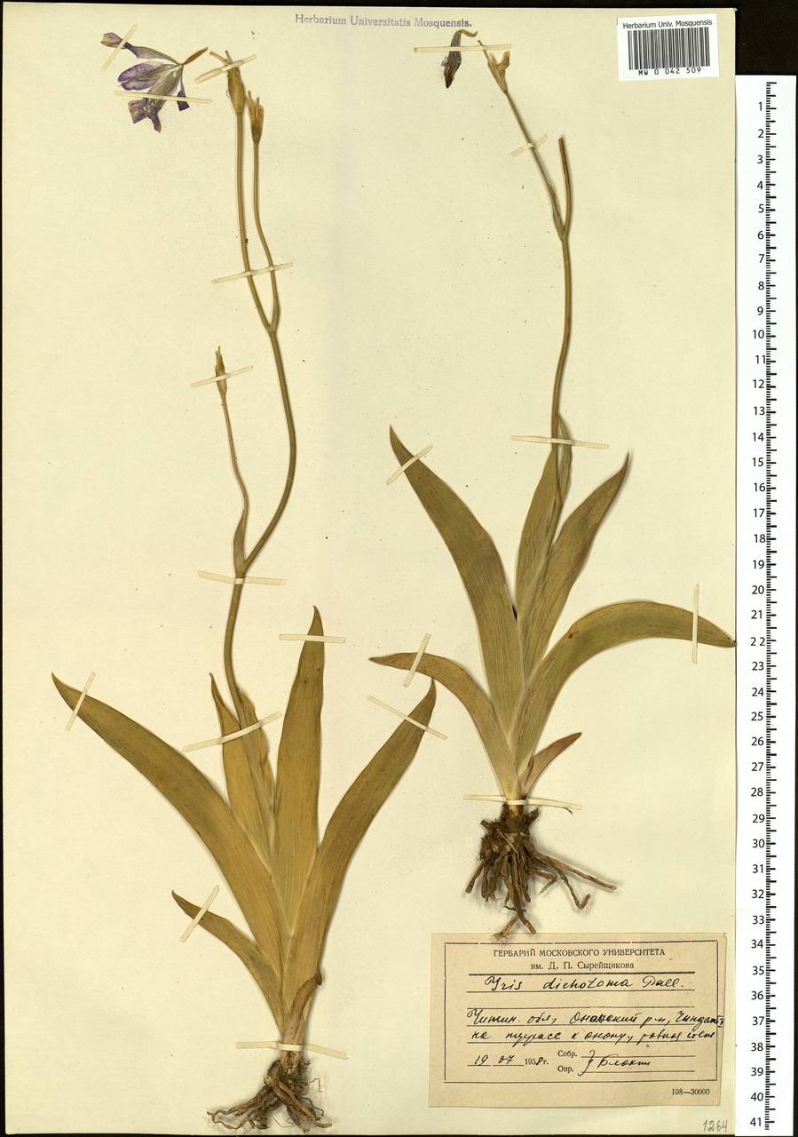 Iris dichotoma Pall., Siberia, Baikal & Transbaikal region (S4) (Russia)