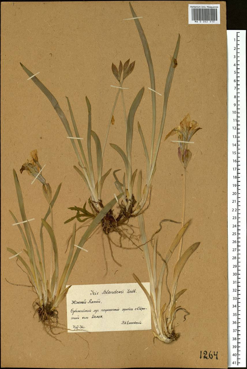 Iris bloudowii Ledeb., Siberia, Western (Kazakhstan) Altai Mountains (S2a) (Kazakhstan)