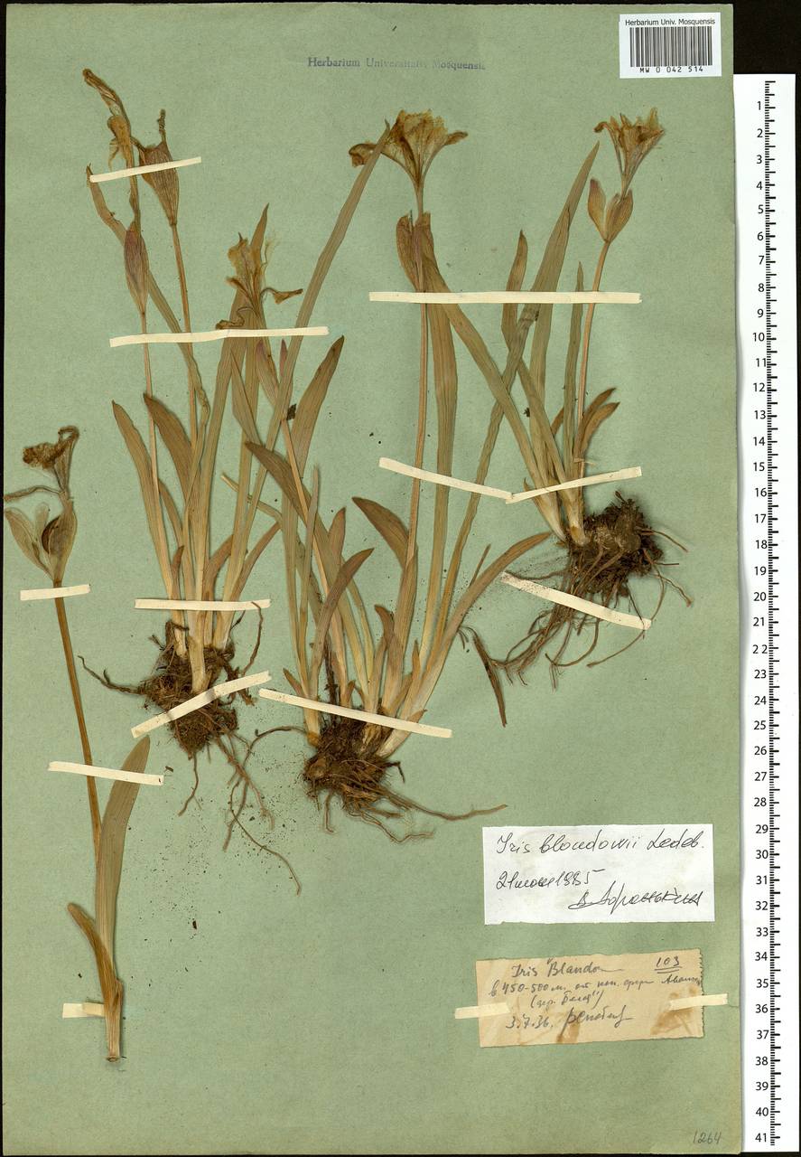 Iris bloudowii Ledeb., Siberia, Western (Kazakhstan) Altai Mountains (S2a) (Kazakhstan)