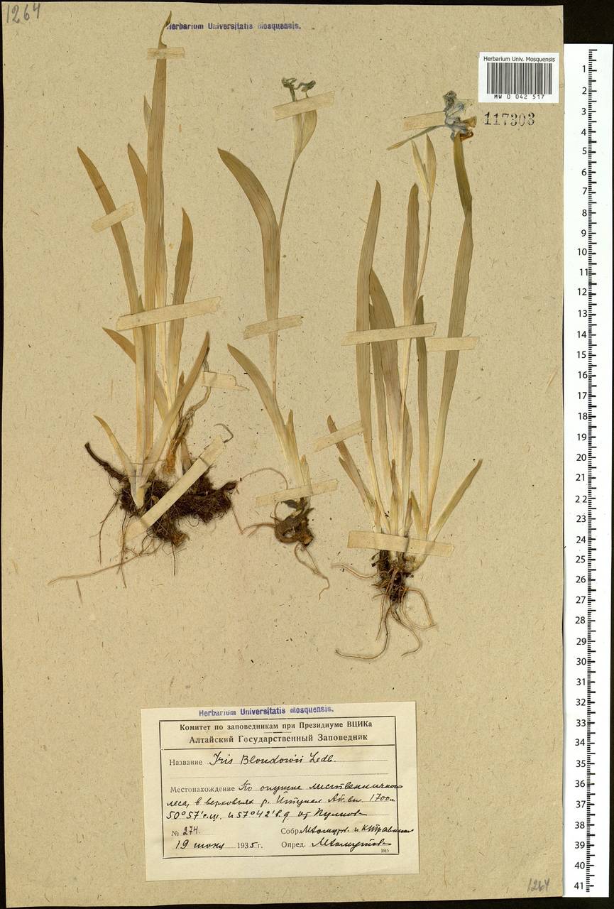 Iris bloudowii Ledeb., Siberia, Altai & Sayany Mountains (S2) (Russia)