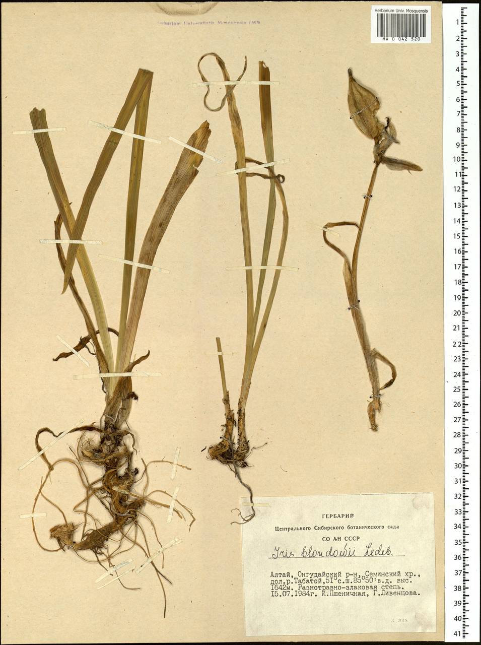 Iris bloudowii Ledeb., Siberia, Altai & Sayany Mountains (S2) (Russia)