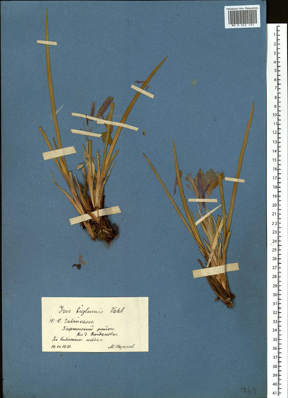 Iris lactea Pall., Siberia, Baikal & Transbaikal region (S4) (Russia)