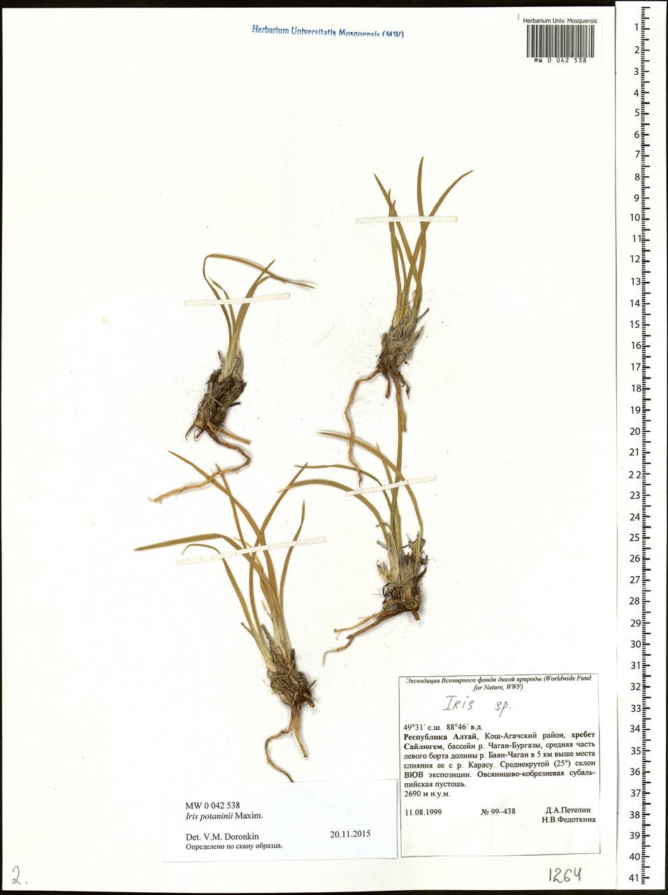 Iris potaninii Maxim., Siberia, Altai & Sayany Mountains (S2) (Russia)