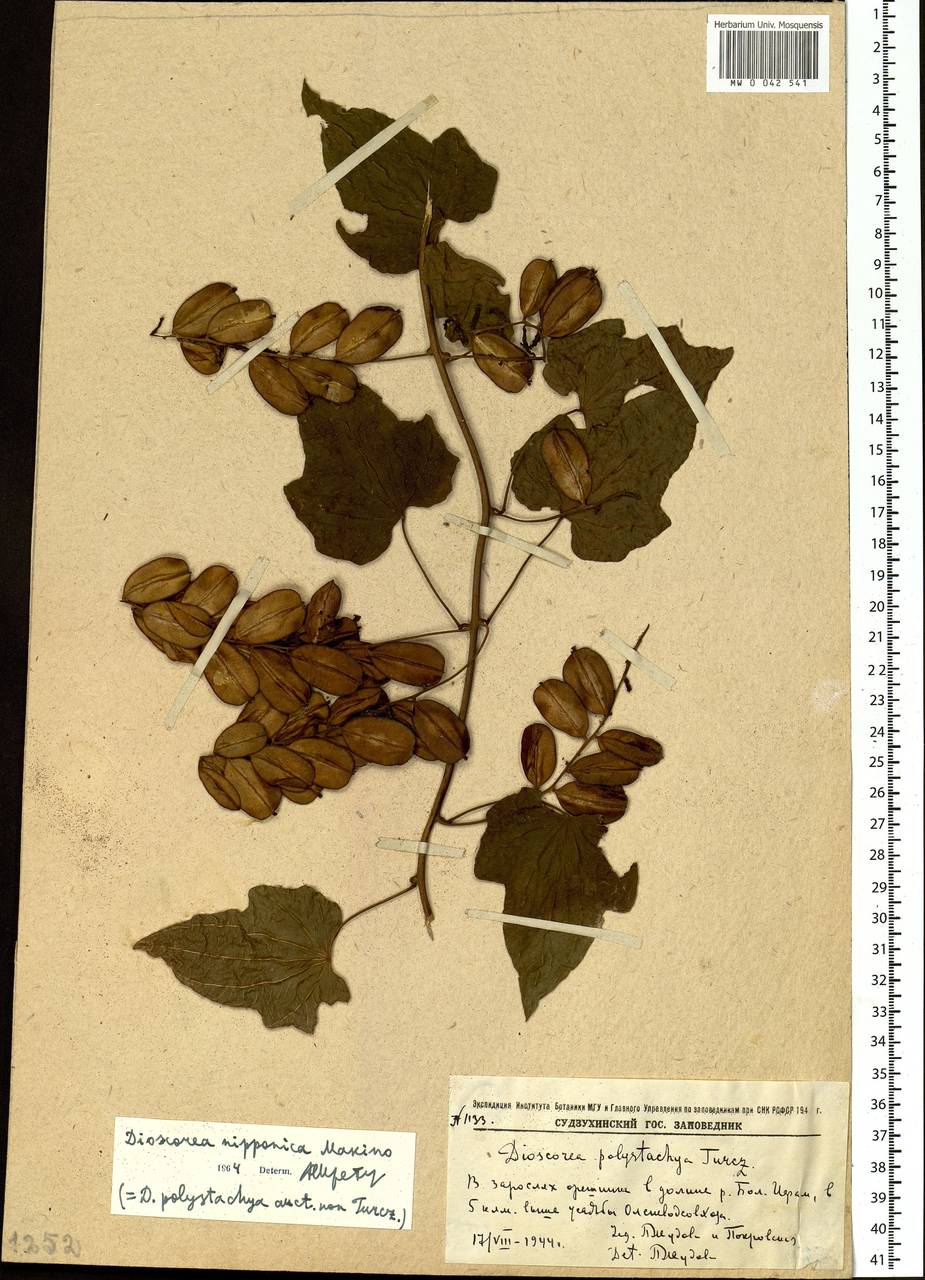 Dioscorea nipponica Makino, Siberia, Russian Far East (S6) (Russia)