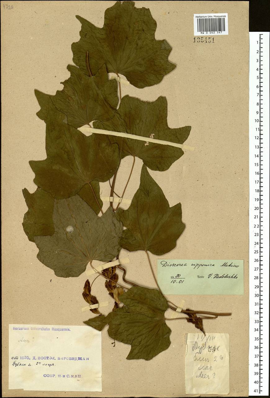 Dioscorea nipponica Makino, Siberia, Russian Far East (S6) (Russia)