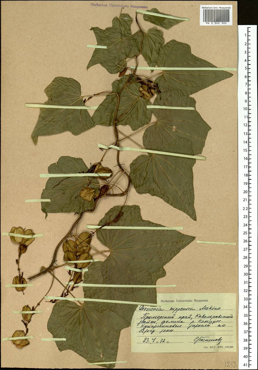 Dioscorea nipponica Makino, Siberia, Russian Far East (S6) (Russia)