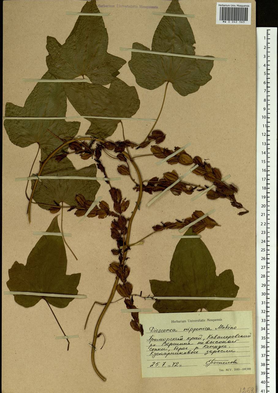 Dioscorea nipponica Makino, Siberia, Russian Far East (S6) (Russia)