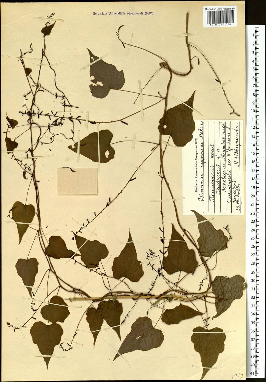 Dioscorea nipponica Makino, Siberia, Russian Far East (S6) (Russia)