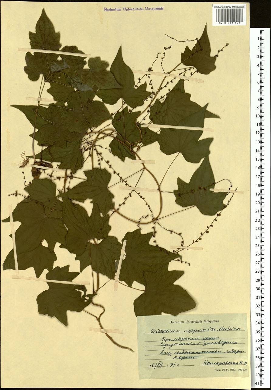 Dioscorea nipponica Makino, Siberia, Russian Far East (S6) (Russia)