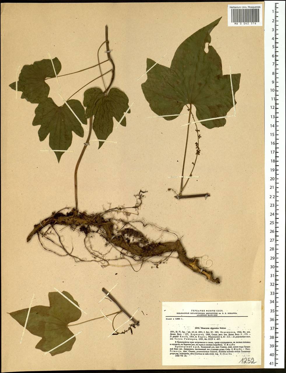 Dioscorea nipponica Makino, Siberia, Russian Far East (S6) (Russia)