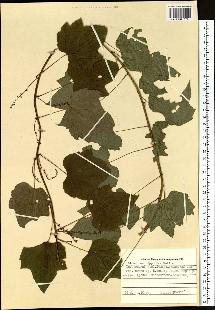 Dioscorea nipponica Makino, Siberia, Russian Far East (S6) (Russia)