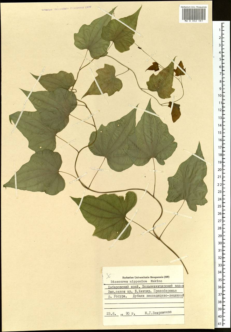 Dioscorea nipponica Makino, Siberia, Russian Far East (S6) (Russia)