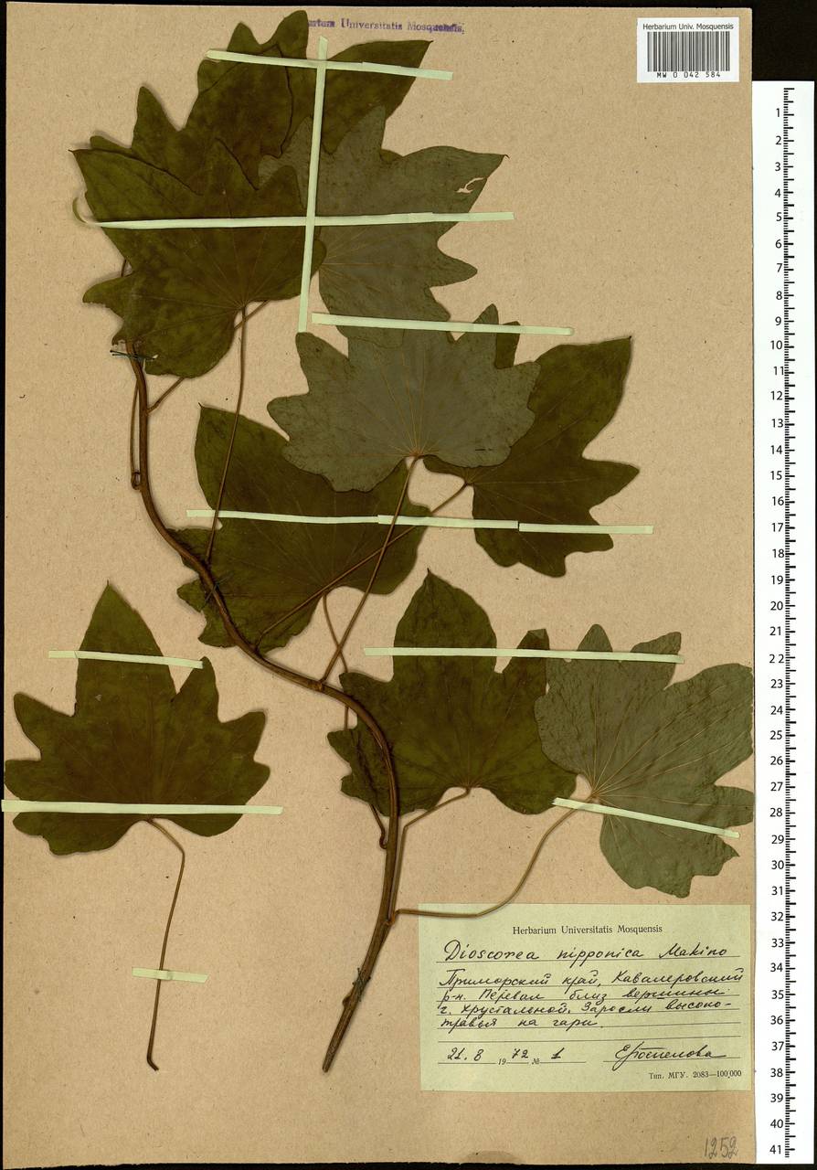 Dioscorea nipponica Makino, Siberia, Russian Far East (S6) (Russia)