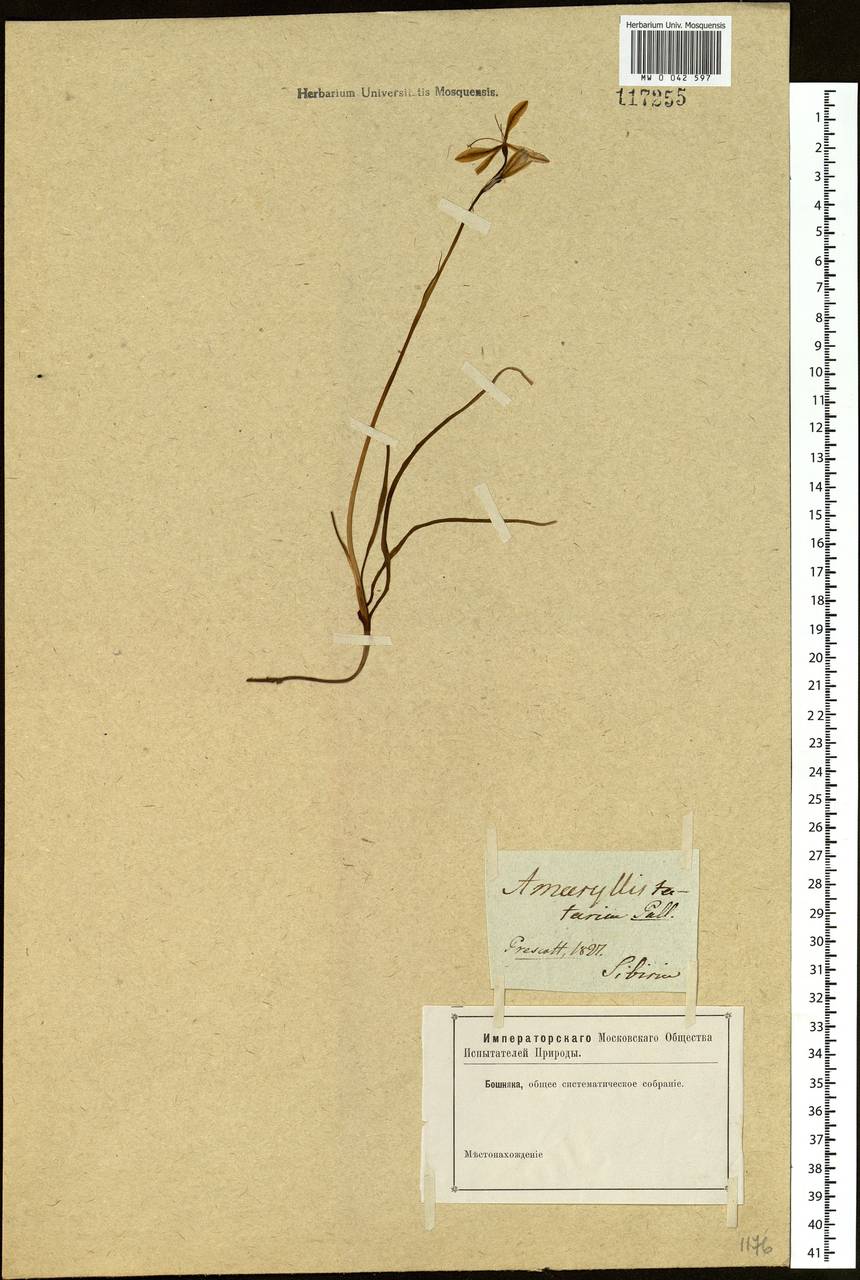 Ixiolirion tataricum (Pall.) Schult. & Schult.f., Siberia (no precise locality) (S0) (Russia)