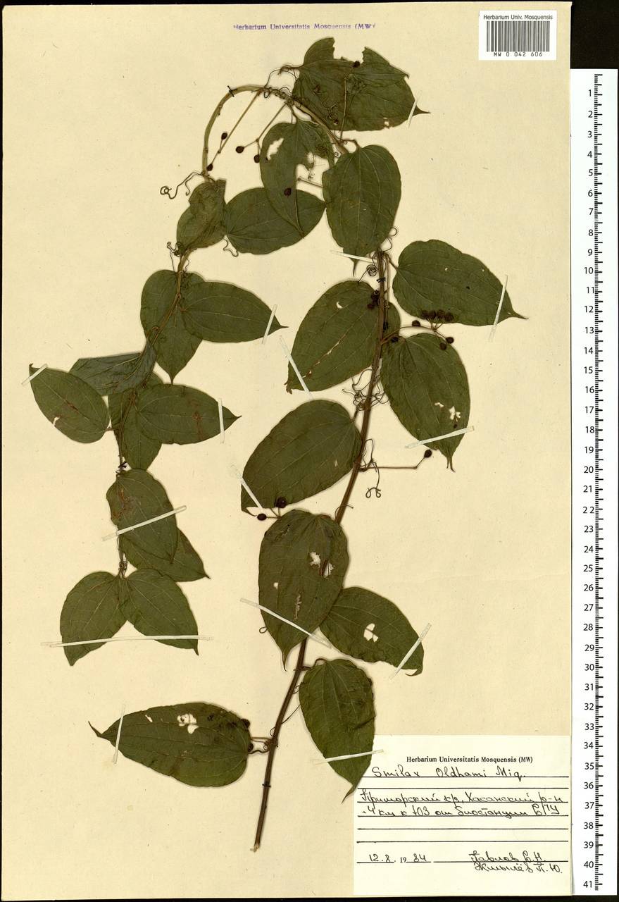 Smilax riparia var. riparia, Siberia, Russian Far East (S6) (Russia)