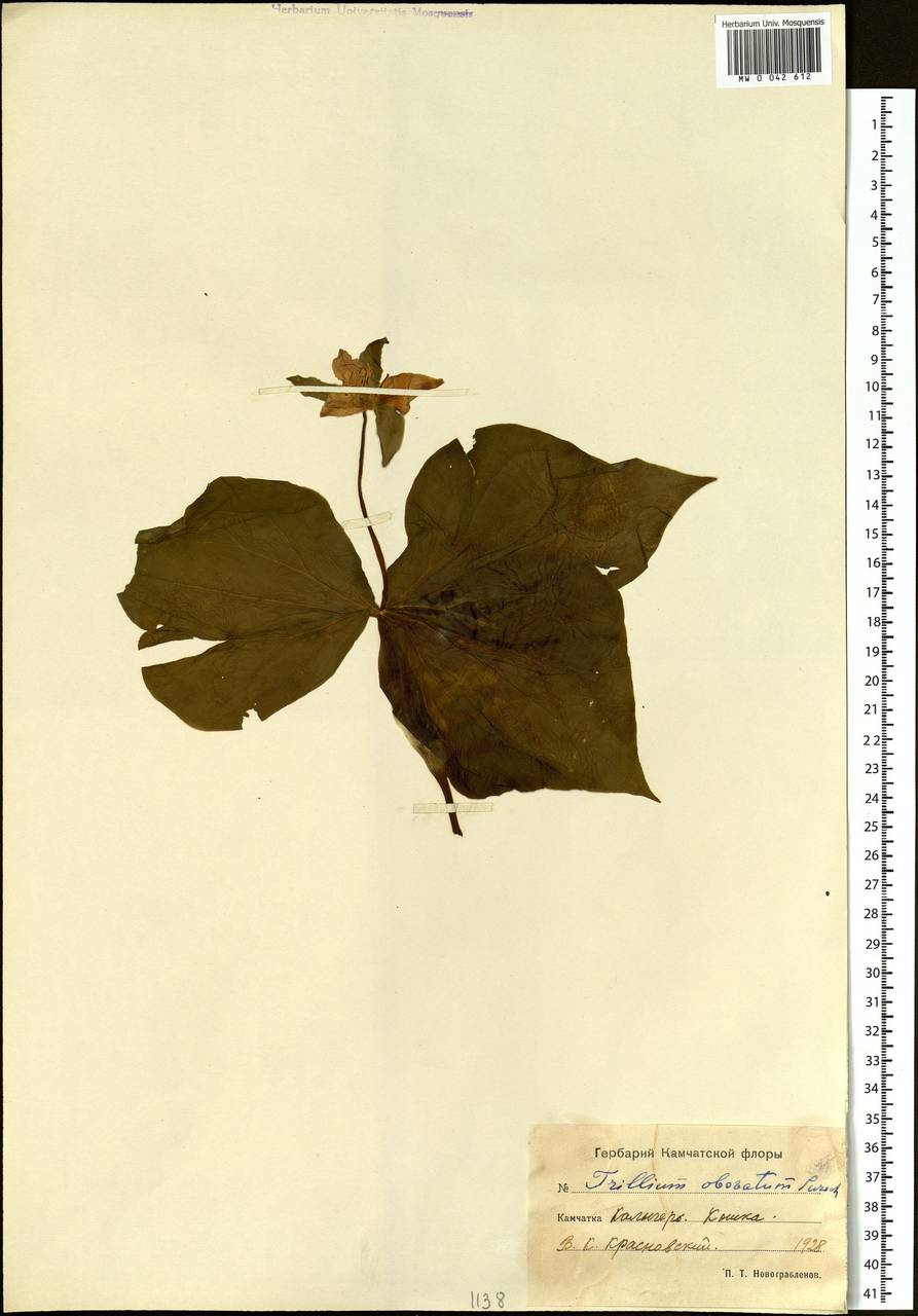 Trillium camschatcense Ker Gawl., Siberia, Chukotka & Kamchatka (S7) (Russia)