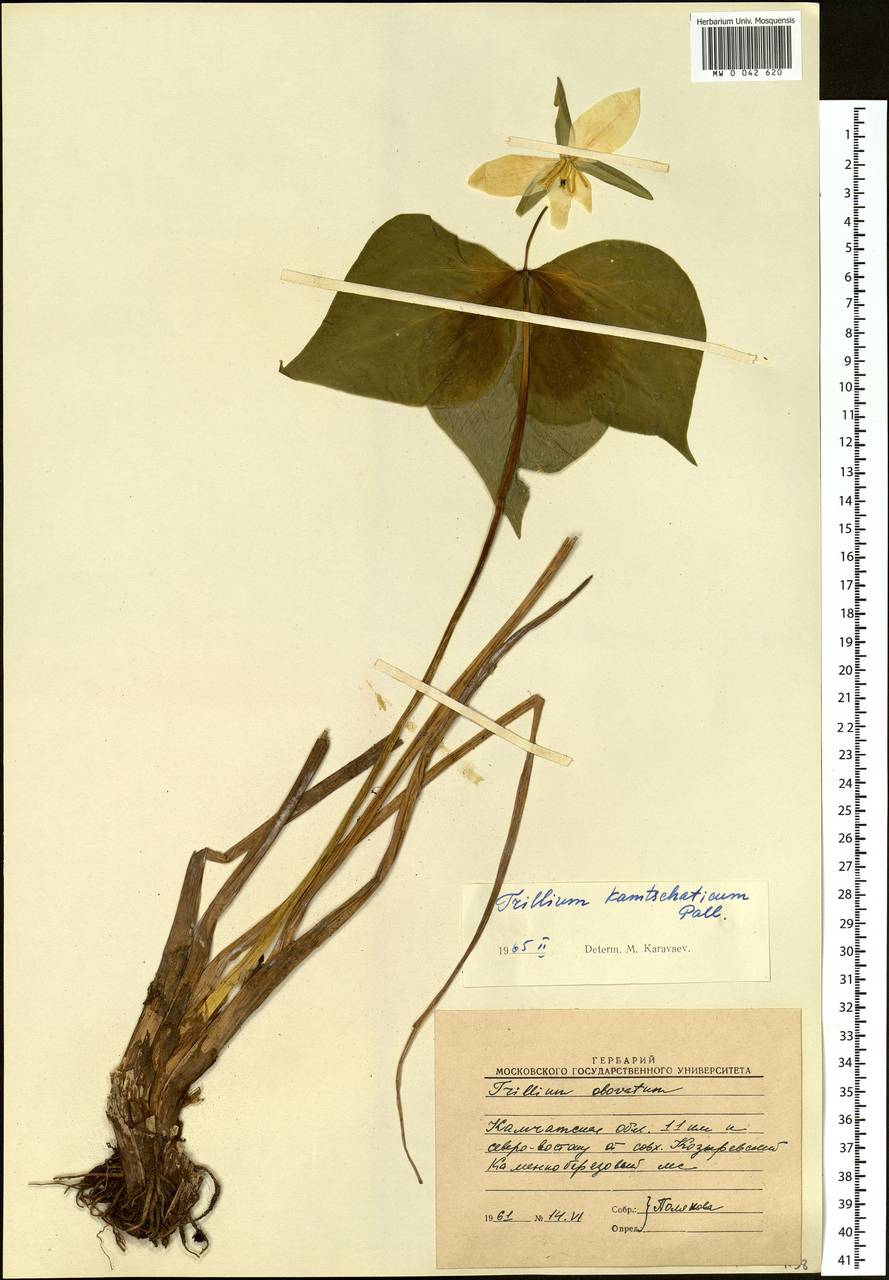 Trillium camschatcense Ker Gawl., Siberia, Chukotka & Kamchatka (S7) (Russia)