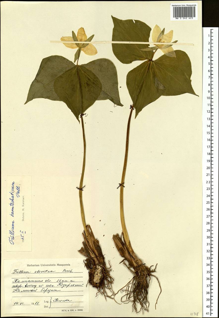 Trillium camschatcense Ker Gawl., Siberia, Chukotka & Kamchatka (S7) (Russia)