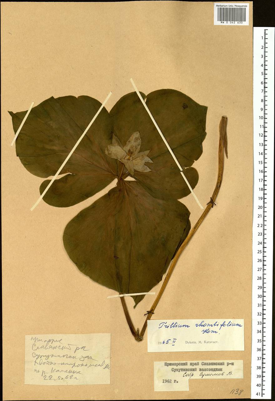 Trillium camschatcense Ker Gawl., Siberia, Russian Far East (S6) (Russia)