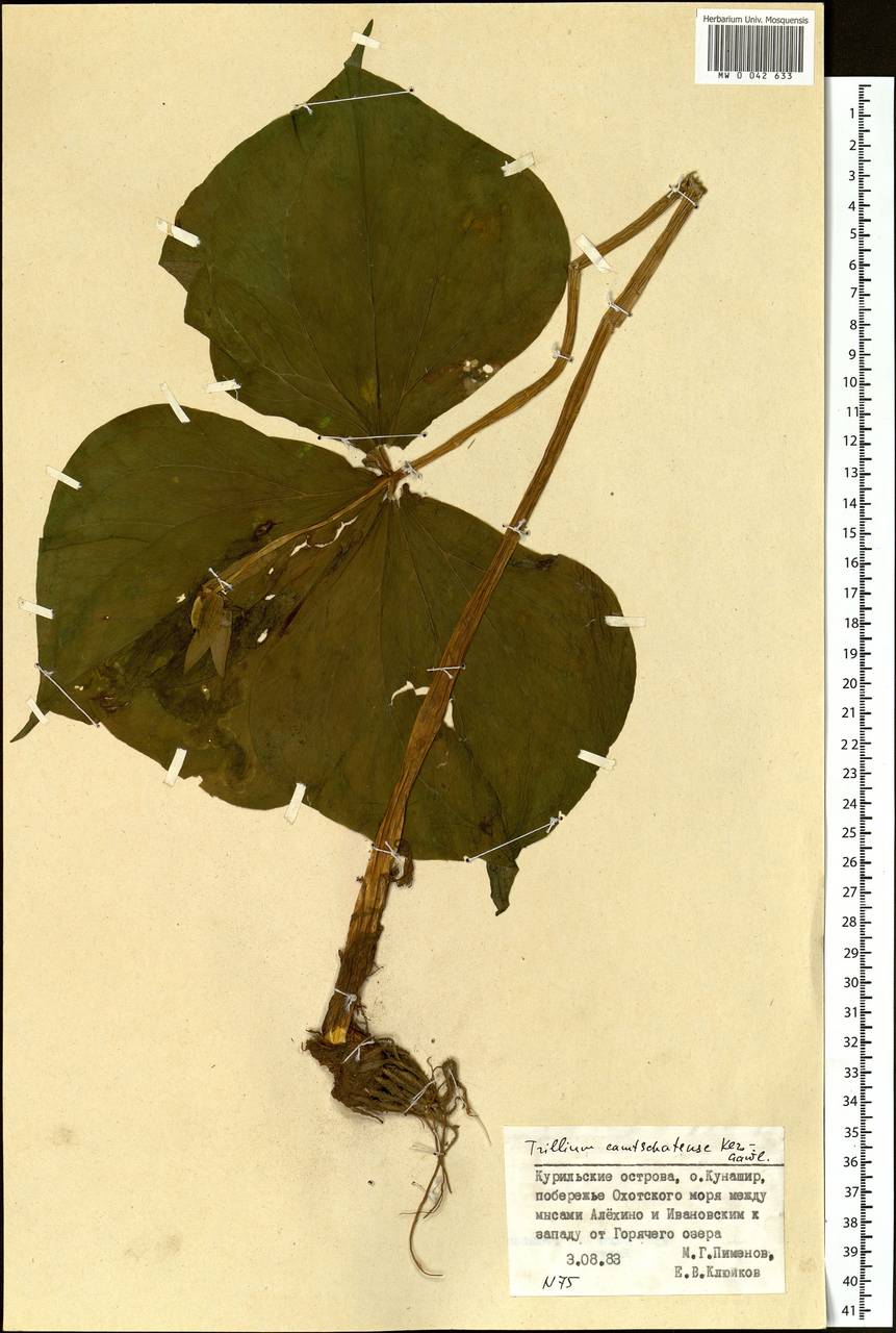 Trillium camschatcense Ker Gawl., Siberia, Russian Far East (S6) (Russia)