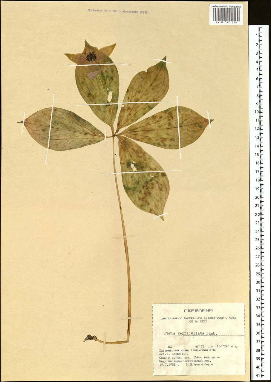Paris verticillata M.Bieb., Siberia, Russian Far East (S6) (Russia)