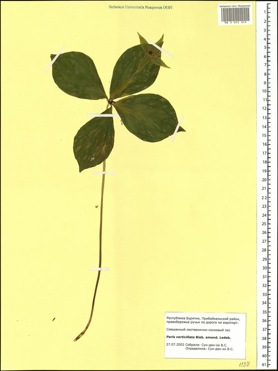 Paris quadrifolia L., Siberia, Baikal & Transbaikal region (S4) (Russia)
