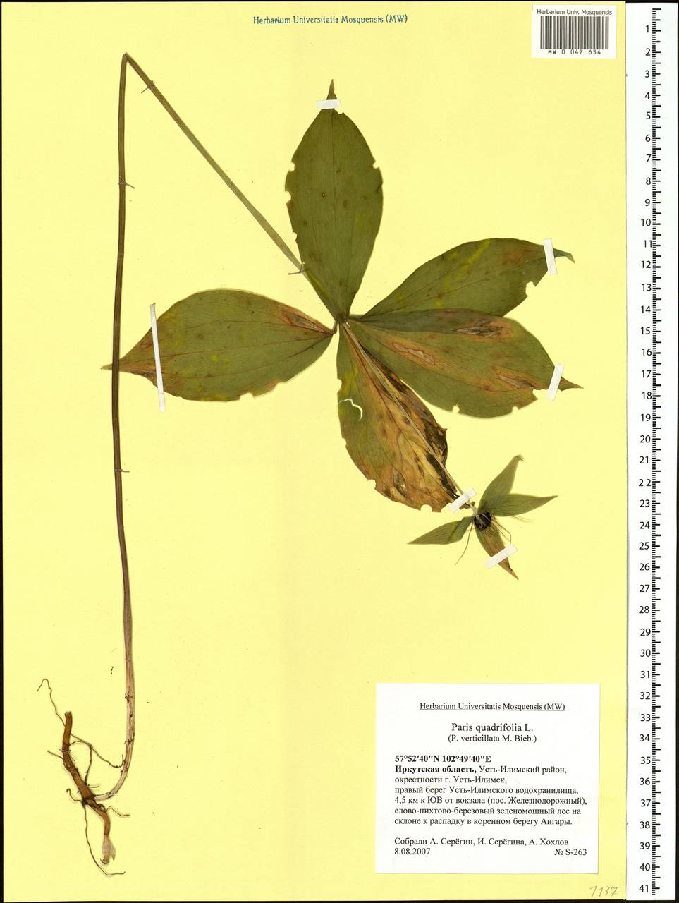 Paris quadrifolia L., Siberia, Baikal & Transbaikal region (S4) (Russia)