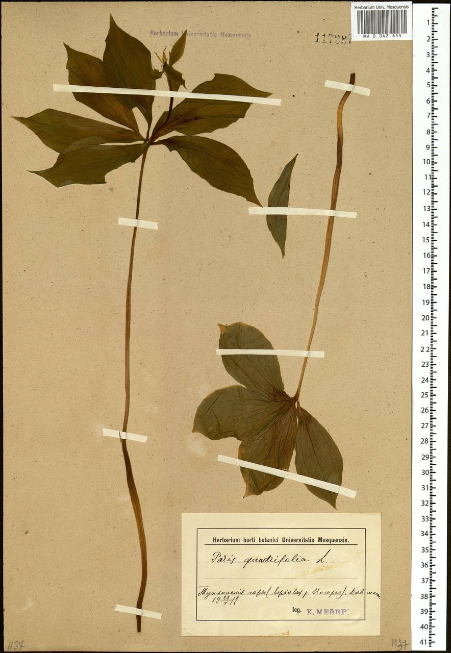 Paris quadrifolia L., Siberia, Baikal & Transbaikal region (S4) (Russia)