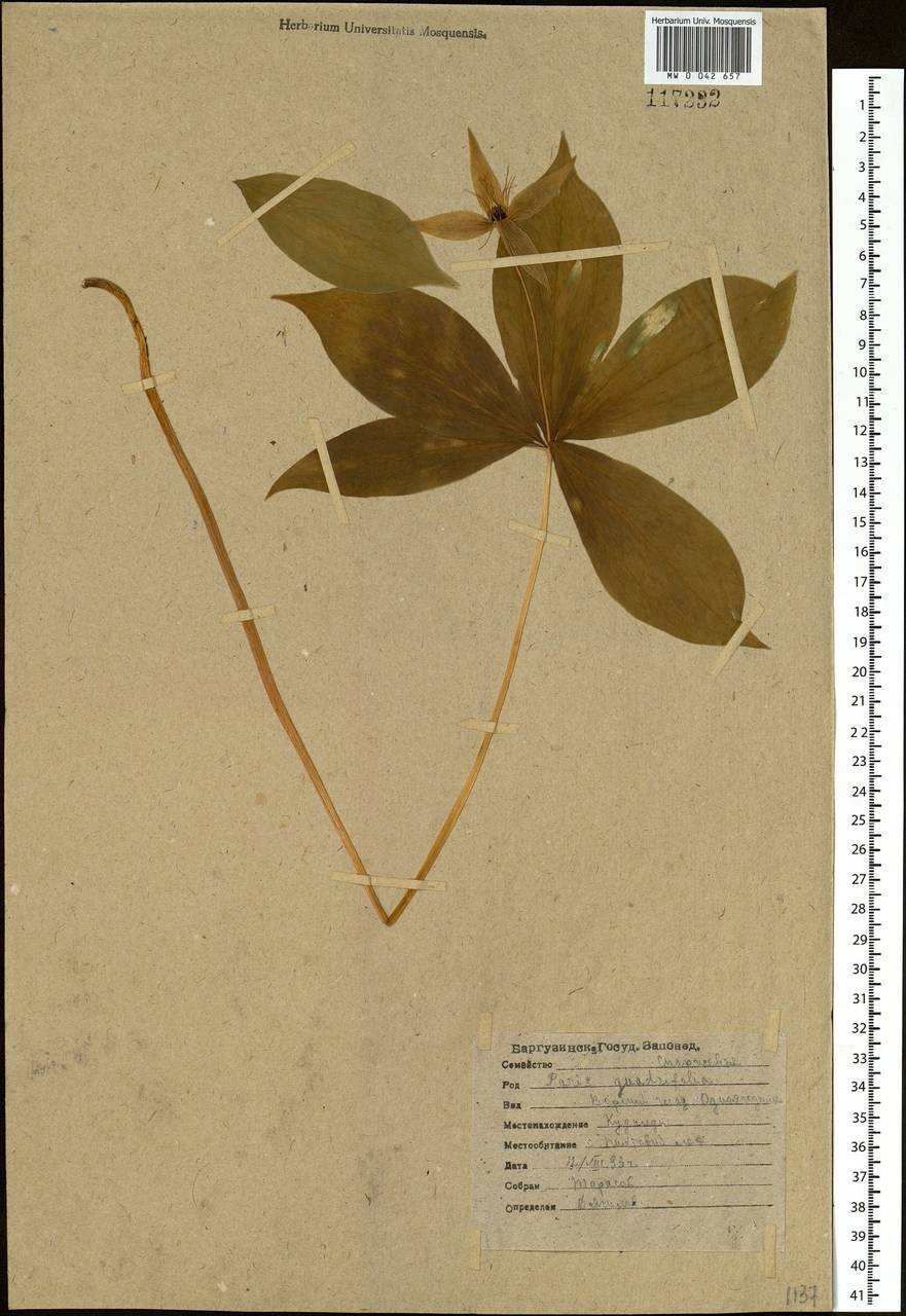 Paris quadrifolia L., Siberia, Baikal & Transbaikal region (S4) (Russia)