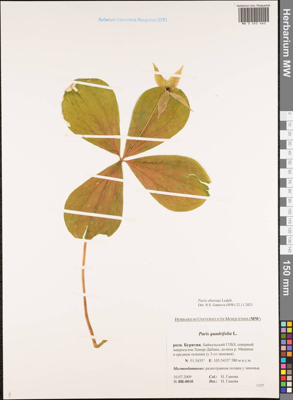 Paris verticillata M.Bieb., Siberia, Baikal & Transbaikal region (S4) (Russia)
