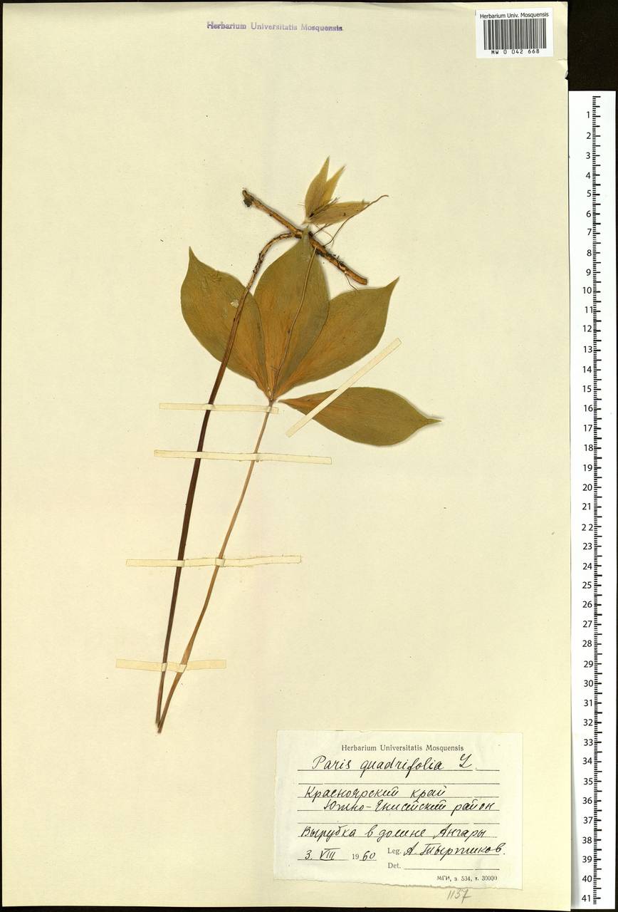 Paris quadrifolia L., Siberia, Central Siberia (S3) (Russia)