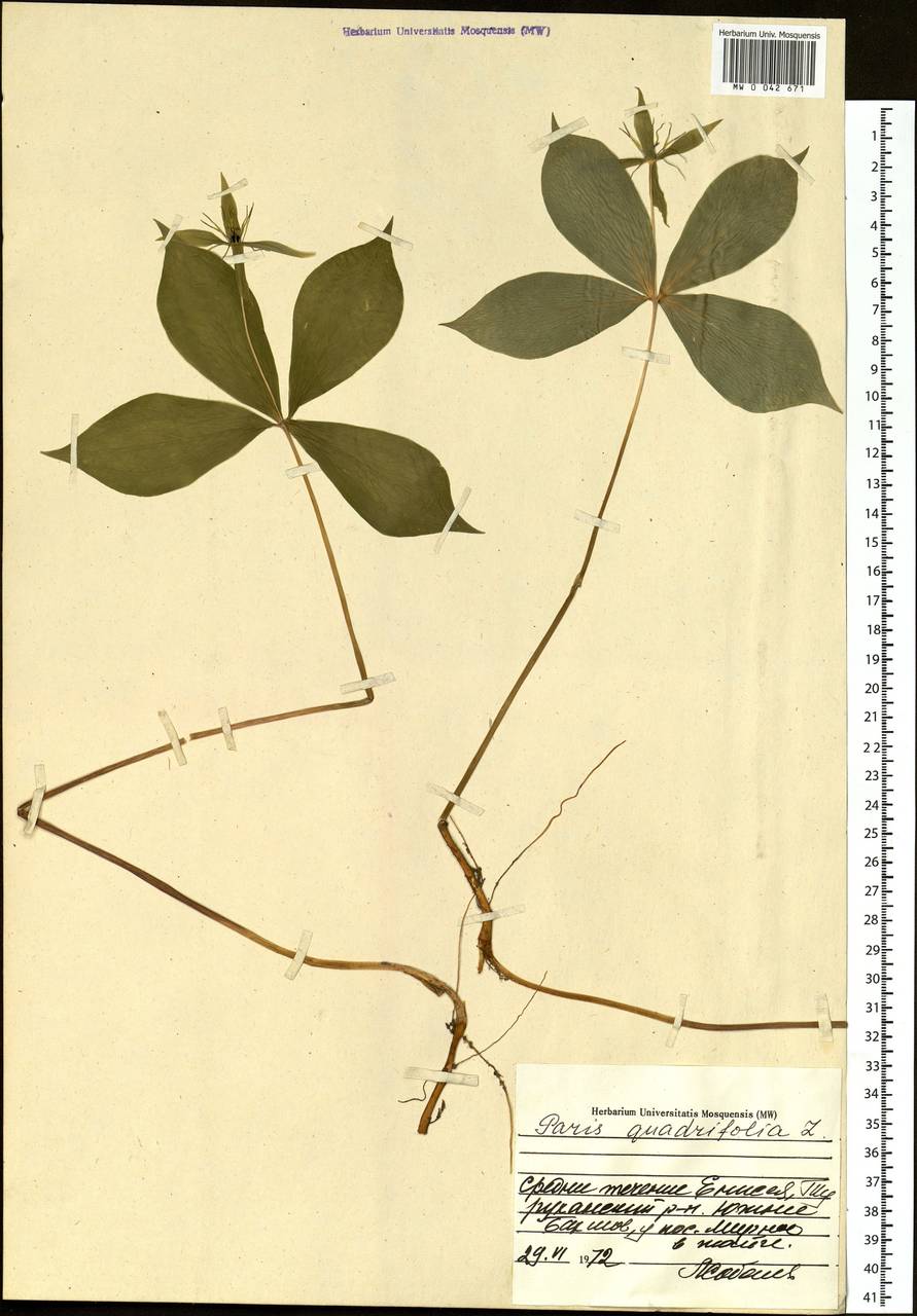 Paris quadrifolia L., Siberia, Central Siberia (S3) (Russia)
