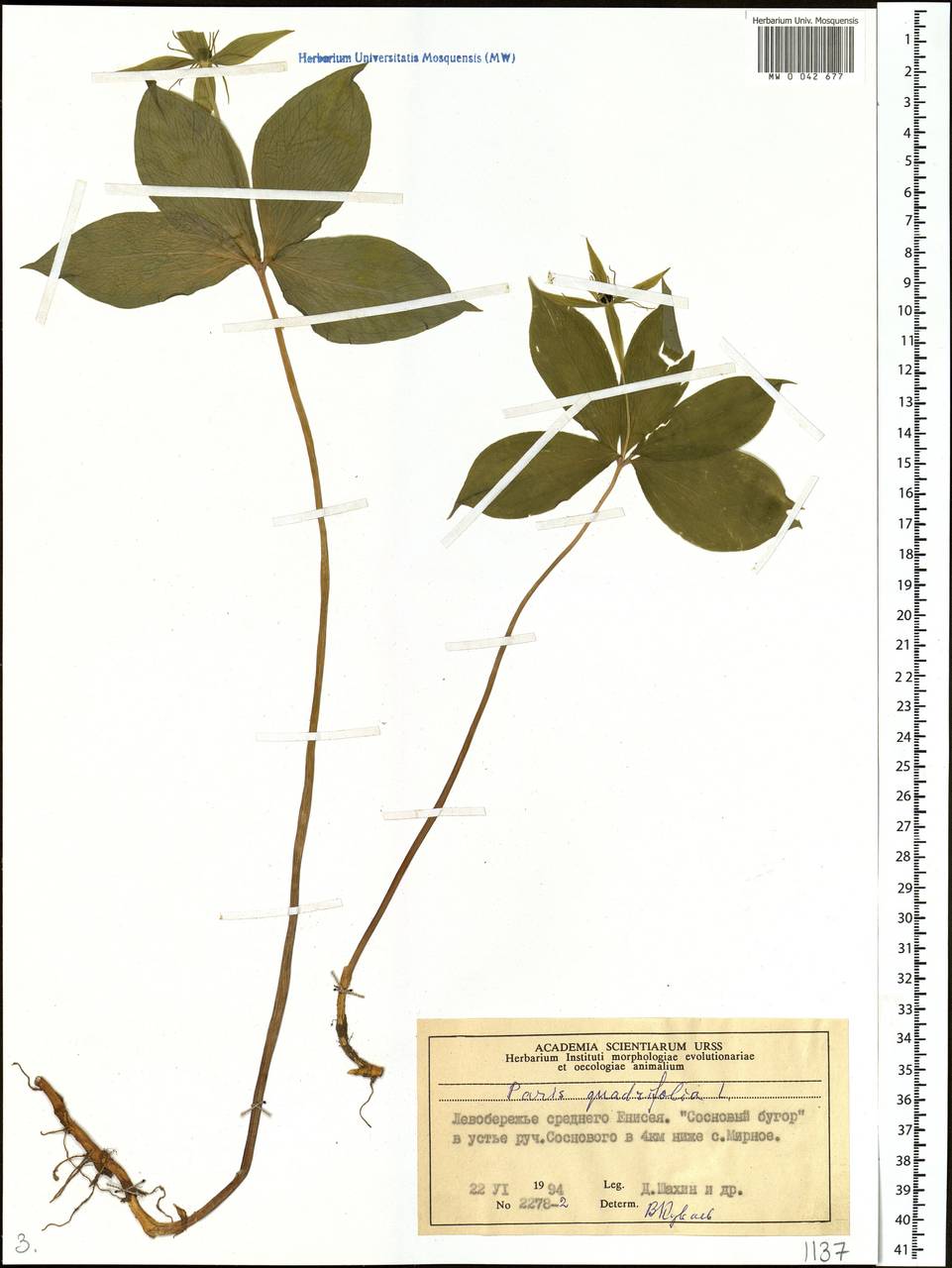 Paris quadrifolia L., Siberia, Central Siberia (S3) (Russia)