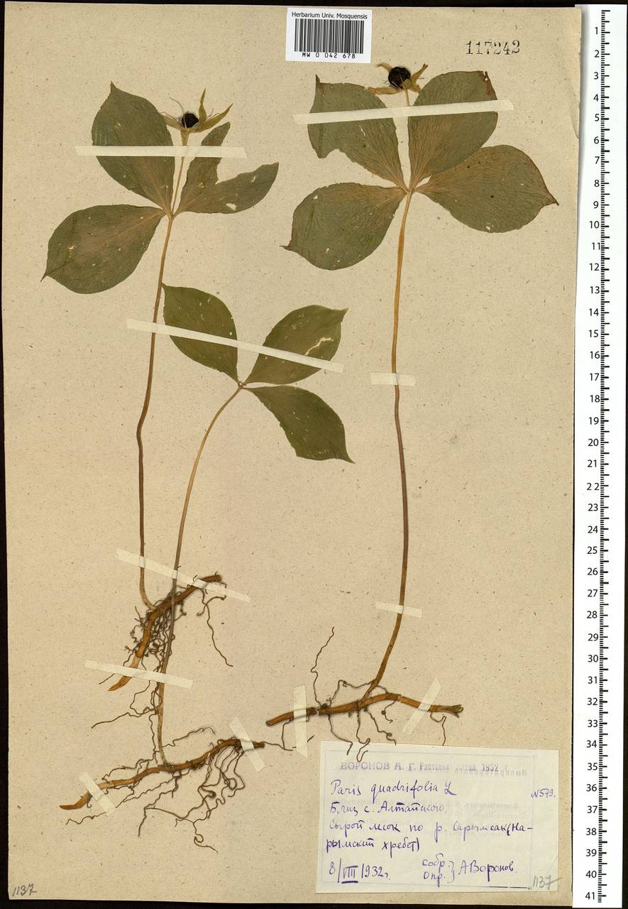 Paris quadrifolia L., Siberia, Western (Kazakhstan) Altai Mountains (S2a) (Kazakhstan)