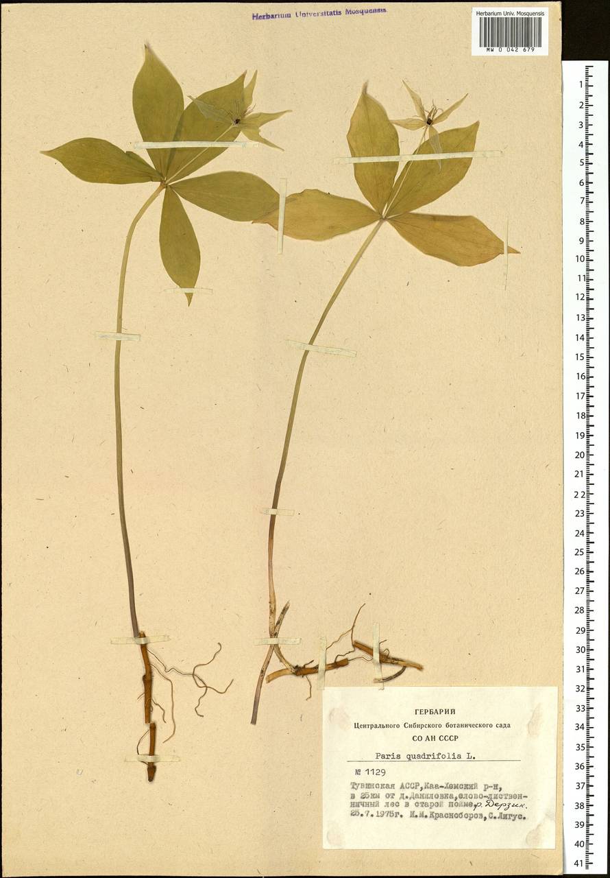 Paris quadrifolia L., Siberia, Altai & Sayany Mountains (S2) (Russia)