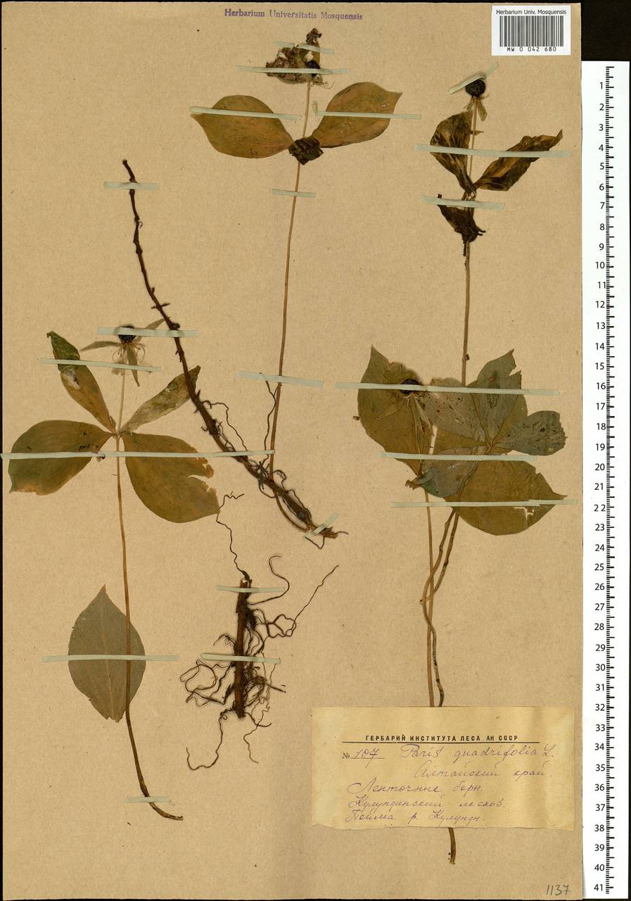 Paris quadrifolia L., Siberia, Altai & Sayany Mountains (S2) (Russia)