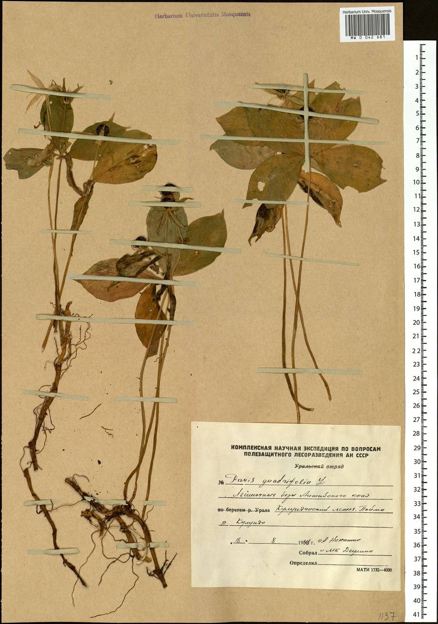 Paris quadrifolia L., Siberia, Altai & Sayany Mountains (S2) (Russia)
