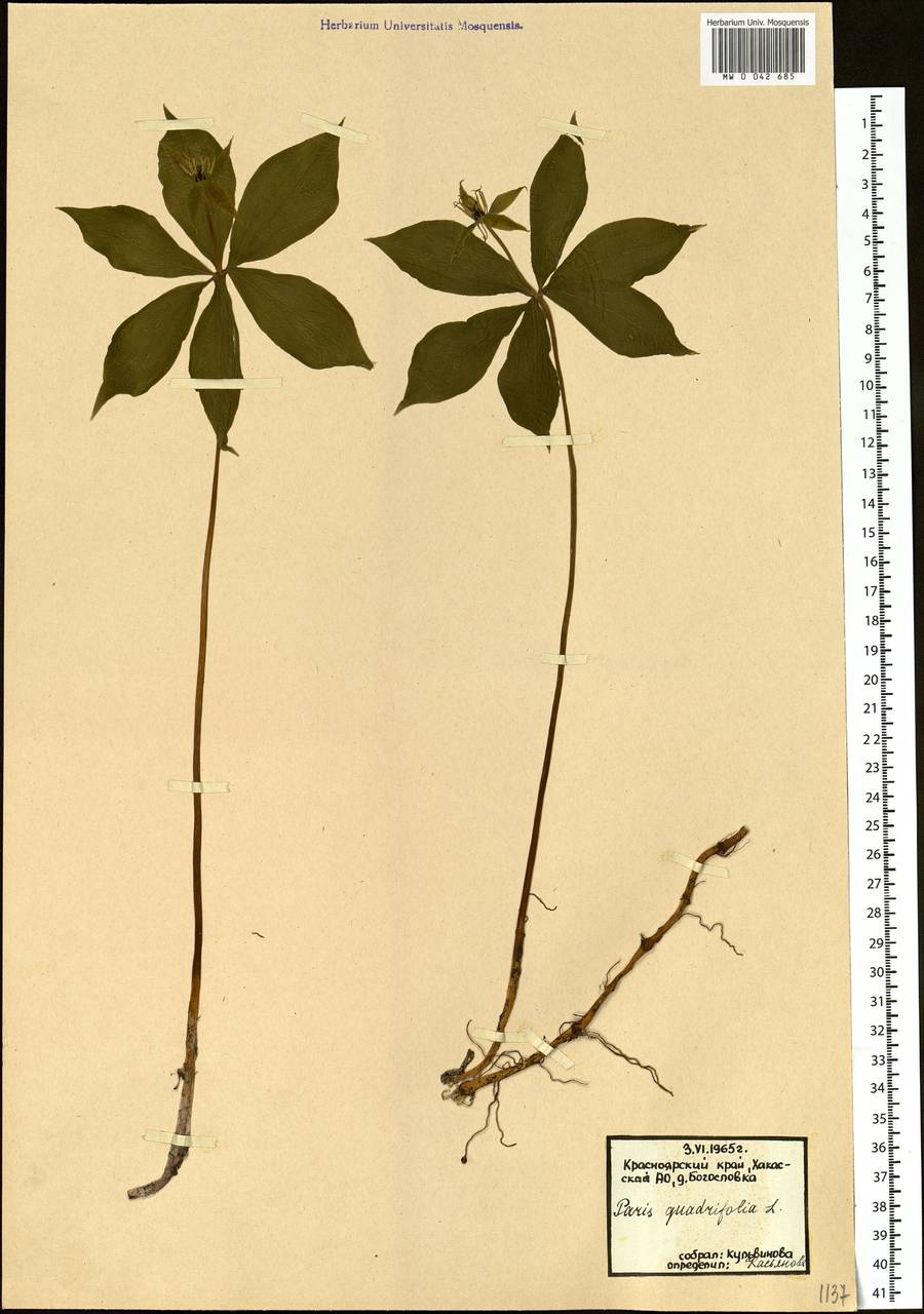 Paris quadrifolia L., Siberia, Altai & Sayany Mountains (S2) (Russia)