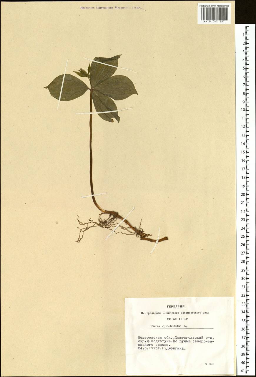 Paris quadrifolia L., Siberia, Altai & Sayany Mountains (S2) (Russia)