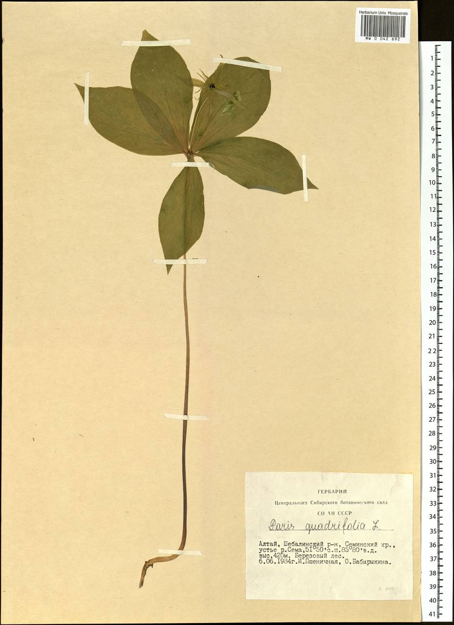 Paris quadrifolia L., Siberia, Altai & Sayany Mountains (S2) (Russia)