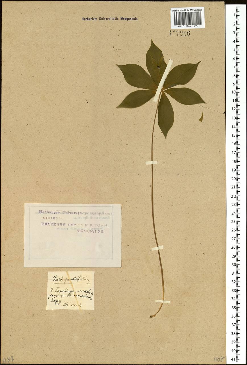 Paris quadrifolia L., Siberia, Western Siberia (S1) (Russia)