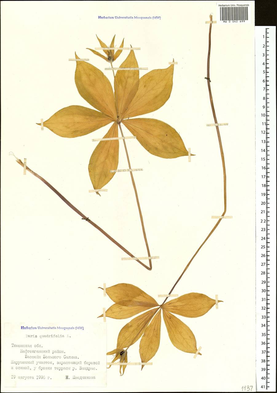 Paris quadrifolia L., Siberia, Western Siberia (S1) (Russia)