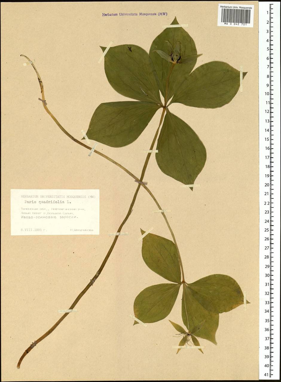 Paris quadrifolia L., Siberia, Western Siberia (S1) (Russia)