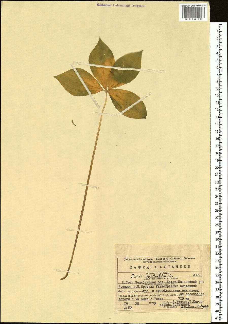 Paris quadrifolia L., Eastern Europe, Eastern region (E10) (Russia)