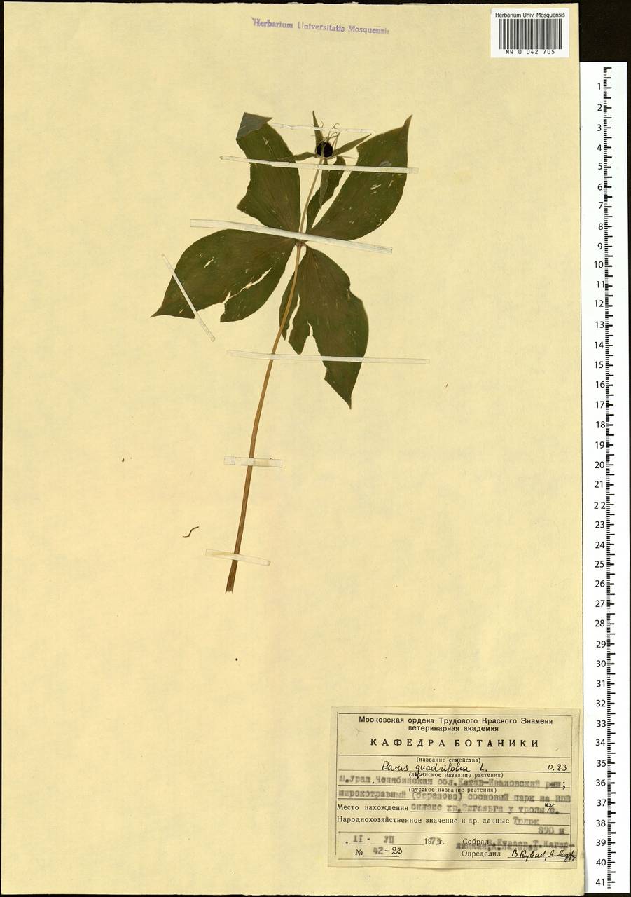 Paris quadrifolia L., Eastern Europe, Eastern region (E10) (Russia)